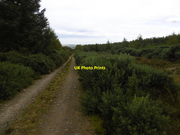 Photo 6"x4" Road in Morangie Forest Morangie c2015