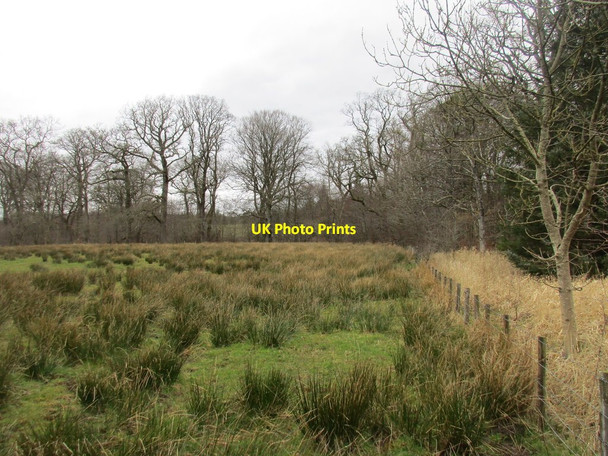 Photo 6"x4" Woodland edge and wet grassland Burnfoot\/NY2574 c2016