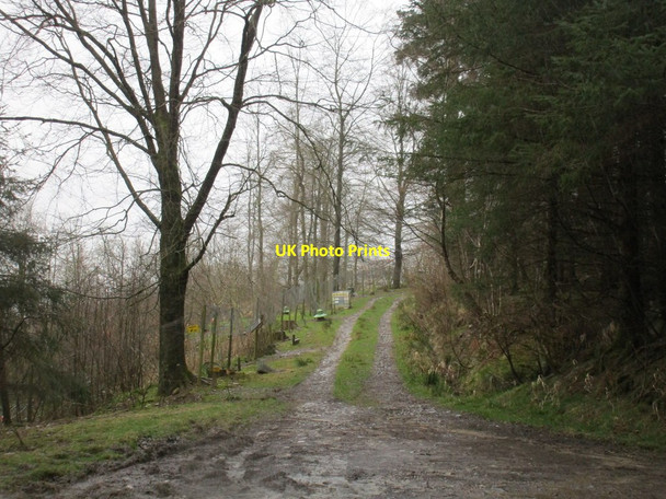 Photo 6"x4" Woodland track Rowanburn c2016
