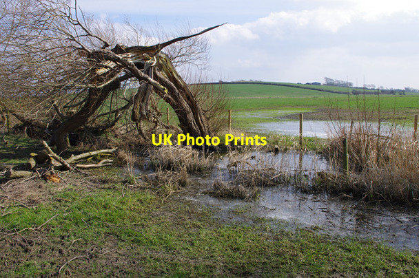 Photo 6"x4" Storm-damaged tree, Thurnham Moss Lower Thurnham c2016