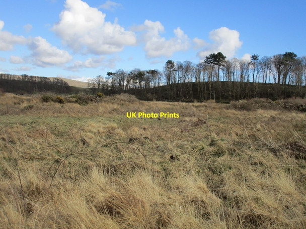 Photo 6"x4" Below Graycraig Wood Largs\/NS2059 c2016