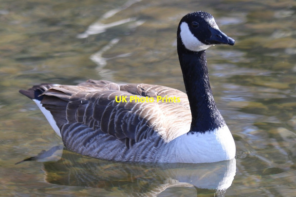 Photo 6"x4" Canada Goose (Branta canadensis) Keswick\/NY2623 c2016