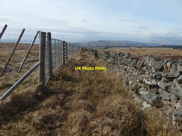 Photo 6"x4" Deer fence and dry-stone wall Bellsmyre c2016 P1