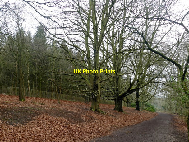 Photo 6"x4" Winter trees in Burntstump Country Park Blidworth Dale c2016