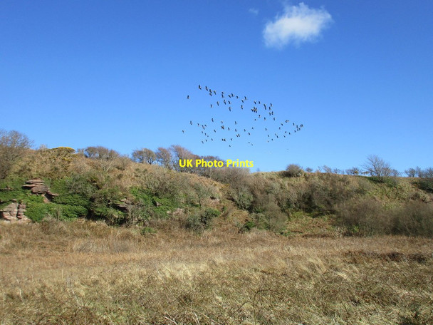 Photo 6"x4" Doughend Brae and flock of geese Millport c2016