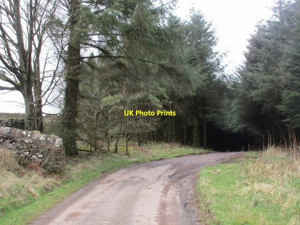 Photo 6"x4" Track through woodland below Burnswark Hill Bankshill c2016