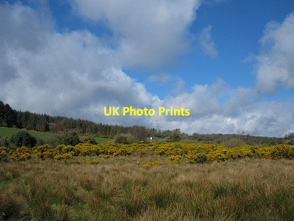 Photo 6"x4" Clouds and Furze Graiguenamanagh c2016