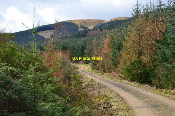 Photo 6"x4" Forest road in Woolshears Wood Castlecraig\/NT1344 c2016