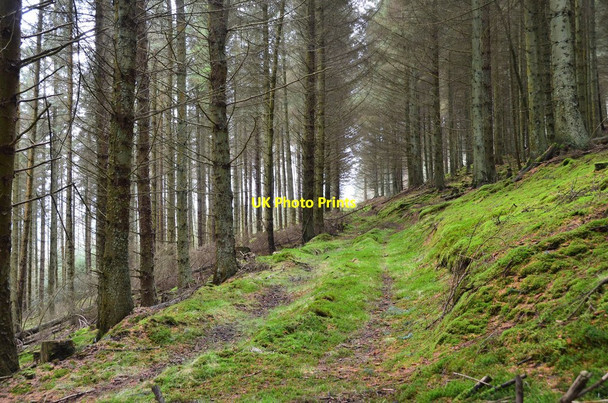 Photo 6"x4" In Woolshears Wood Castlecraig\/NT1344 c2016