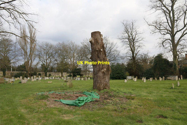 Photo 6"x4" Trimmed Tree South Stoke\/SU5983 c2016