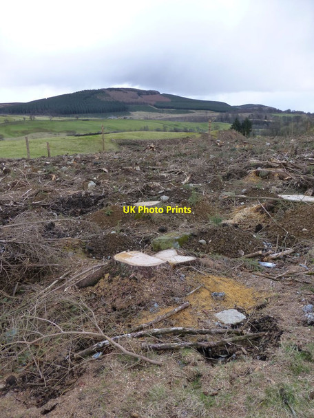 Photo 6"x4" Clear felled forest  Dykehead\/NO3860 c2016