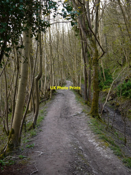 Photo 6"x4" Wiston Bostal: uphill through Chalkpit Wood Washington\/TQ1212 c2016