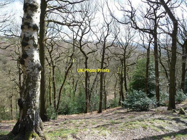 Photo 6"x4" Broadstone Wood, west side of Shipley Glen Bingley\/SE1139 c2016