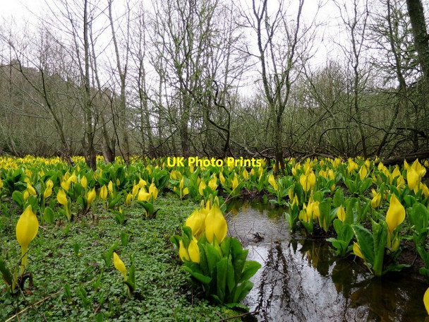 Photo 6"x4" American Skunk Cabbage on a bed of Marsh Marigolds Cranloch\/NJ2858 c2016