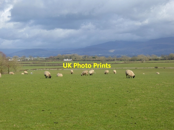 Photo 6"x4" Sheep in field near Dwyran Dwyran c2016
