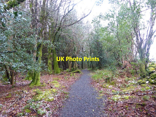 Photo 6"x4" Woodland path Clonaslee c2016