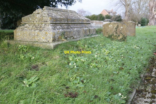 Photo 6"x4" Primroses by the Tomb South Stoke\/SU5983 c2016