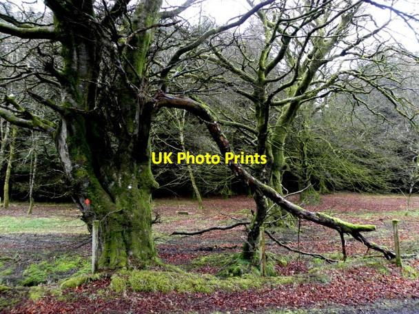 Photo 6"x4" Ancient tree, Trinamadan Gortin c2016