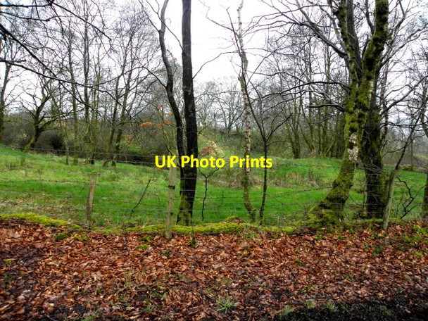 Photo 6"x4" Fallen leaves, Trinamadan Gortin c2016