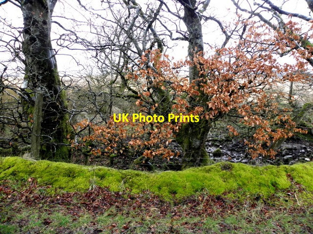 Photo 6"x4" Mossy verges, Trinamadan Gortin c2016