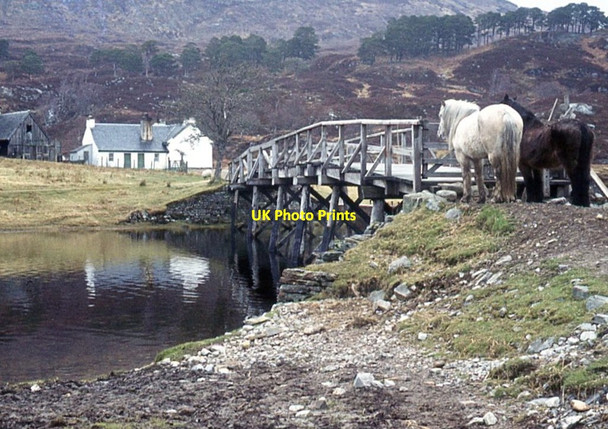 Photo 6"x4" Hill ponies at Affric Lodge bridge Loch Pollain Buidhe c1973