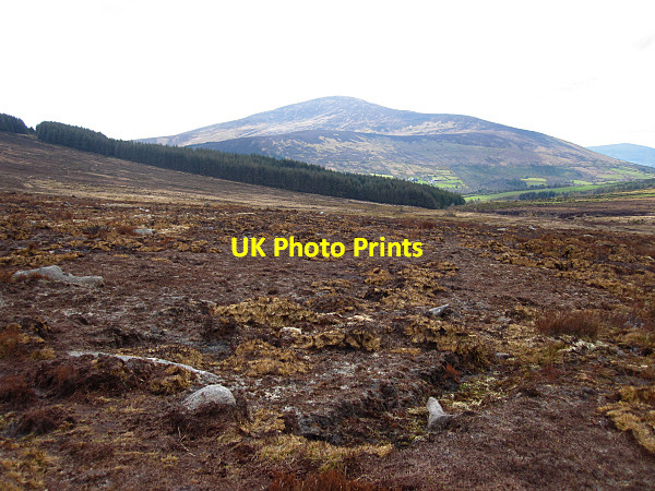 Photo 6"x4" Hill and Forest Kiltealy c2016