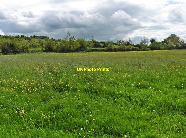 Photo 6"x4" Meadow on West Moor Kingsbury Episcopi c2016