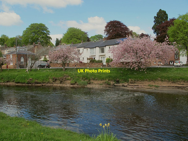Photo 6"x4" River Eden with cherry blossom, Appleby Appleby-in-Westmorland c2016