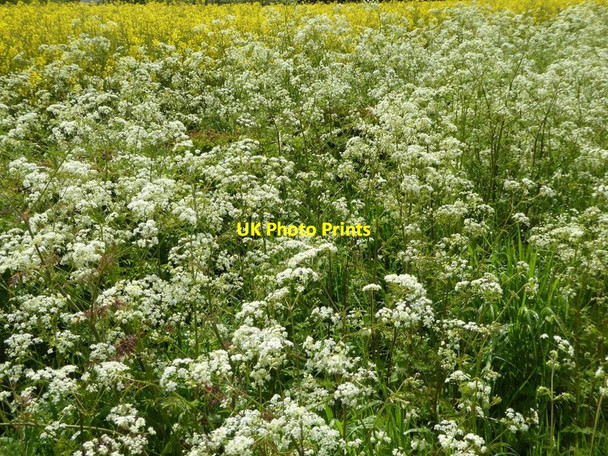 Photo 6"x4" Cow parsley and oilseed rape Earl's Croome c2016