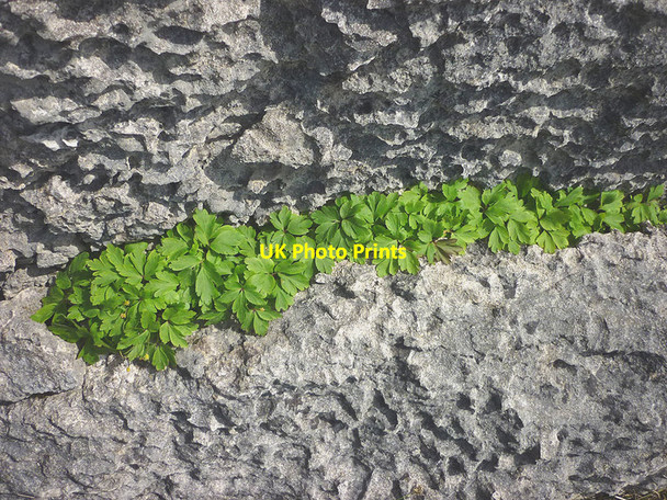 Photo 6"x4" Wood sorrel in limestone crevice, Holmepark Fell Holme\/SD5278 c2016