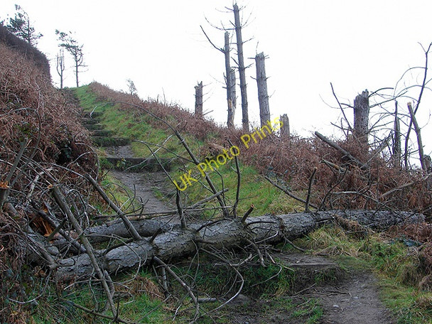Photo 6"x4" Shattered treescape above Clarach Bay Aberystwyth c2009