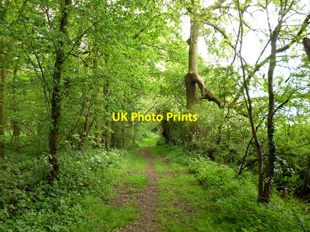 Photo 6"x4" Woodland track Broad Green\/TL8723 c2016