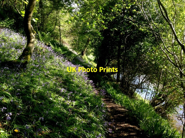 Photo 6"x4" Unofficial path along the bluebells, Campsie Omagh c2016