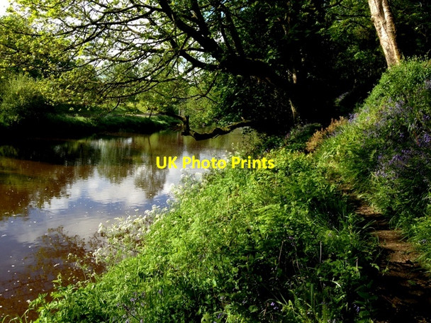 Photo 6"x4" Along the Camowen River, Campsie Omagh c2016