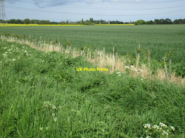 Photo 6"x4" Newly planted hedge Aylesby c2016