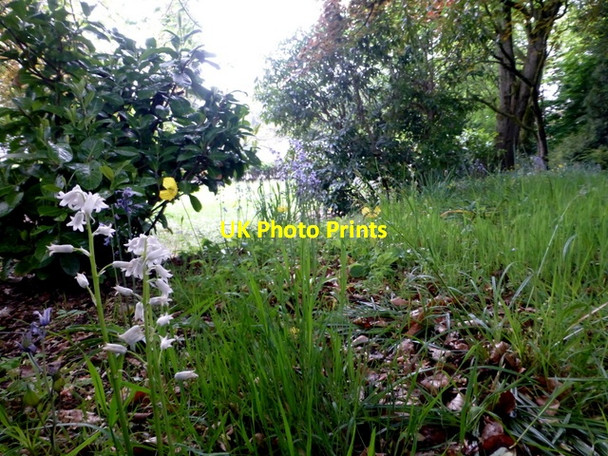Photo 6"x4" Wooded garden, Campsie Road, Omagh Omagh c2016