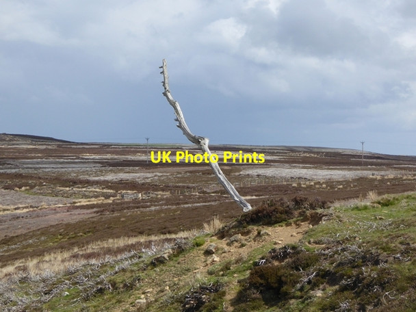 Photo 6"x4" Dead tree at Blackburn Head Hunstanworth c2016
