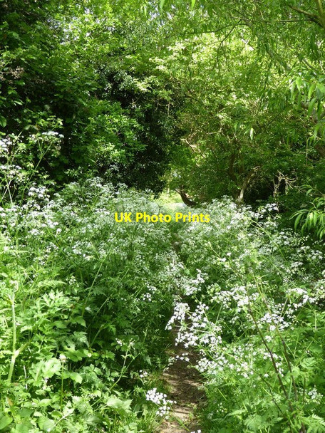 Photo 6"x4" Cow parsley on Donkey Lane Earl's Croome c2016