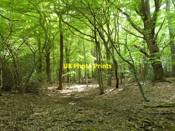 Photo 6"x4" In Wormley Wood Wormley West End c2016