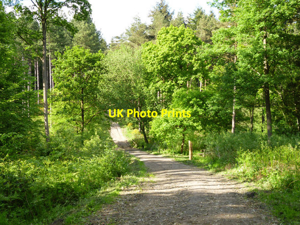 Photo 6"x4" Track in Broxbourne Wood Brickendon c2016