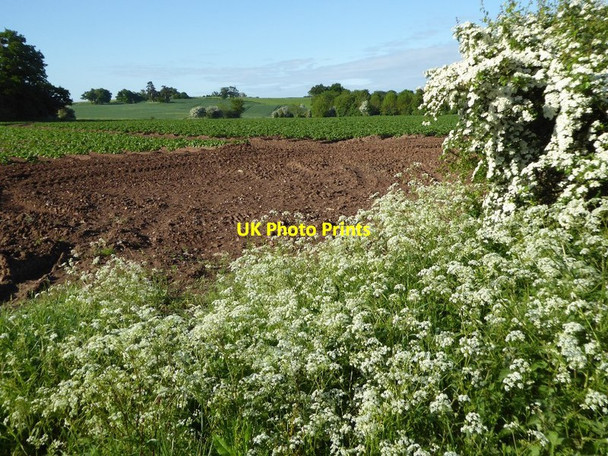 Photo 6"x4" Spring hedgerow Birch Green\/SO8545 c2016