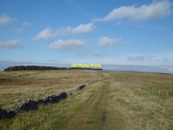 Photo 6"x4" Dere Street, Rashy Knowe Chatto c2015