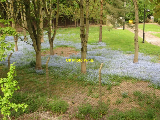 Photo 6"x4" Flowers in the Trees Chilton\/SU4885 c2016