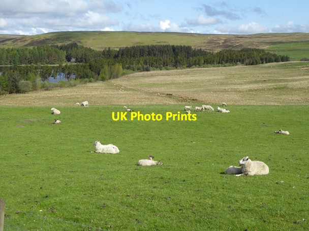 Photo 6"x4" Sheep at Wester Alemoor Roberton\/NT4214 c2016