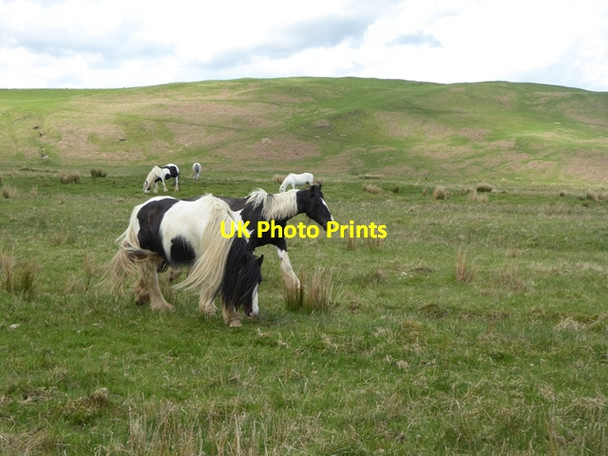 Photo 6"x4" Horses on the hillside above Roberton Roberton\/NT4214 c2016