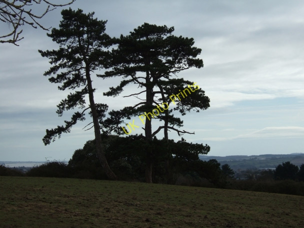 Photo 6"x4" Trees seen from Hillcrest Park, Exeter Exeter c2009