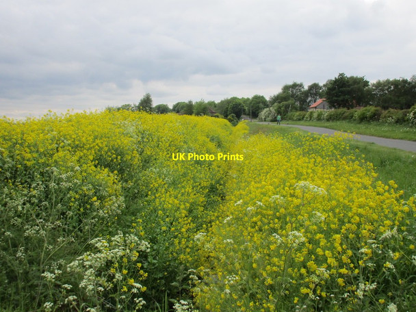 Photo 6"x4" Yellow peril Yaddlethorpe c2016