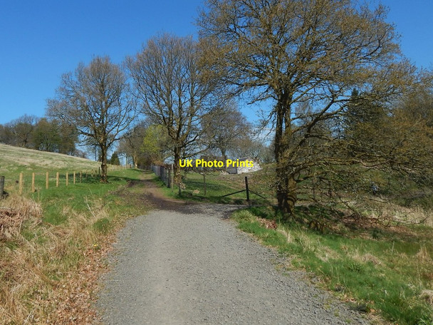 Photo 6"x4" Path junction at Carbeth Blanefield\/NS5579 c2016