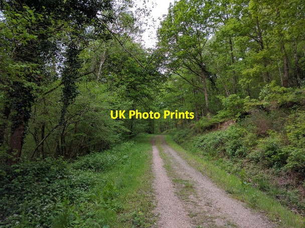 Photo 6"x4" Track in Whitestone Wood Whitestone\/SX8693 c2016