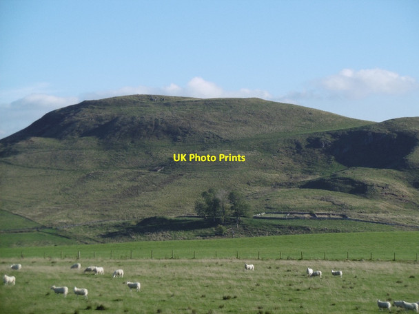 Photo 6"x4" Sheep, Townhead Swinside Hall c2015